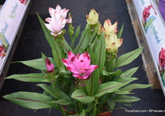 Hier de Siam lijn waar ze 2 kleuren in de bloemen terug willen laten komen zodat de kweker met 3 rassen al 6 kleuren in zijn assortiment heeft.